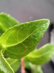 Sanvitalia procumbens