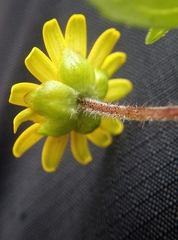 Sanvitalia procumbens