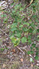 Populus tremula