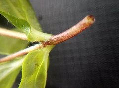 Sanvitalia procumbens