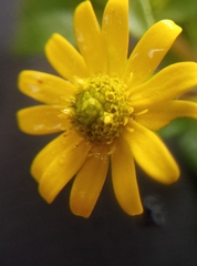 Sanvitalia procumbens