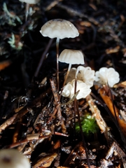 Marasmius wettsteinii