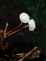 Marasmius wettsteinii