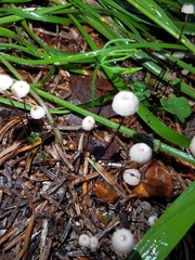 Marasmius wettsteinii