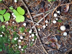 Marasmius wettsteinii