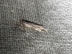 Aspilapteryx tringipennella