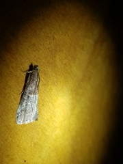 Acrobasis marmorea