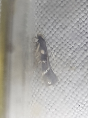 Eulamprotes wilkella