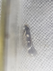 Eulamprotes wilkella