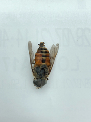 Hybomitra