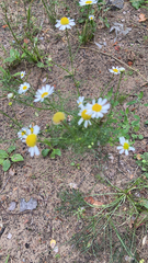 Tripleurospermum inodorum