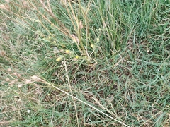 Bouteloua dactyloides