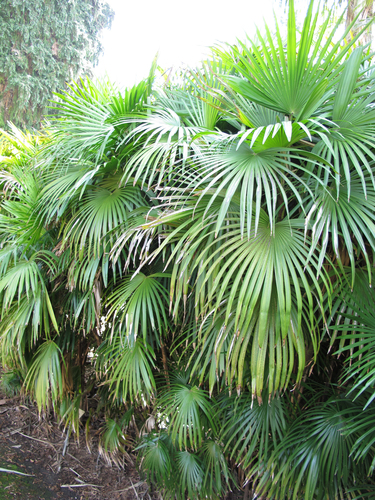 Slender lady palm (Rhapis multifida)