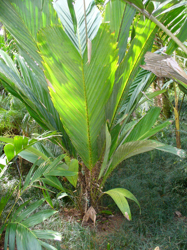 Greater salak (Salacca magnifica)