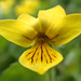 Viola biflora - Photo (c) Bernhard Fischer,  זכויות יוצרים חלקיות (CC BY-NC), הועלה על ידי Bernhard Fischer