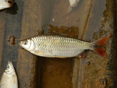 Alestidae