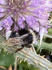 Bombus vestalis