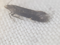 Aproaerema anthyllidella