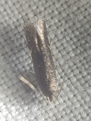 Aproaerema anthyllidella