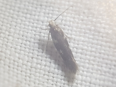 Eulamprotes wilkella
