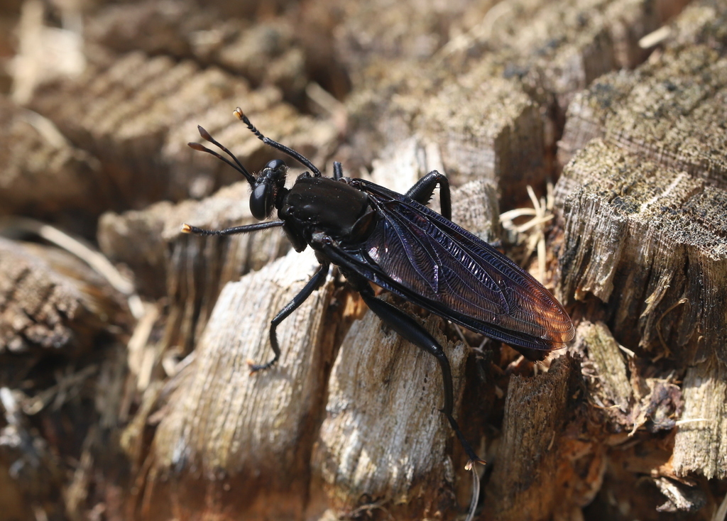 Clubbed Mydas Fly