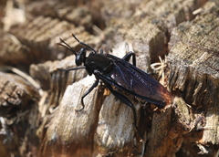 Clubbed Mydas Fly