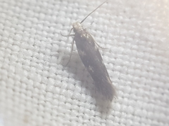 Eulamprotes wilkella
