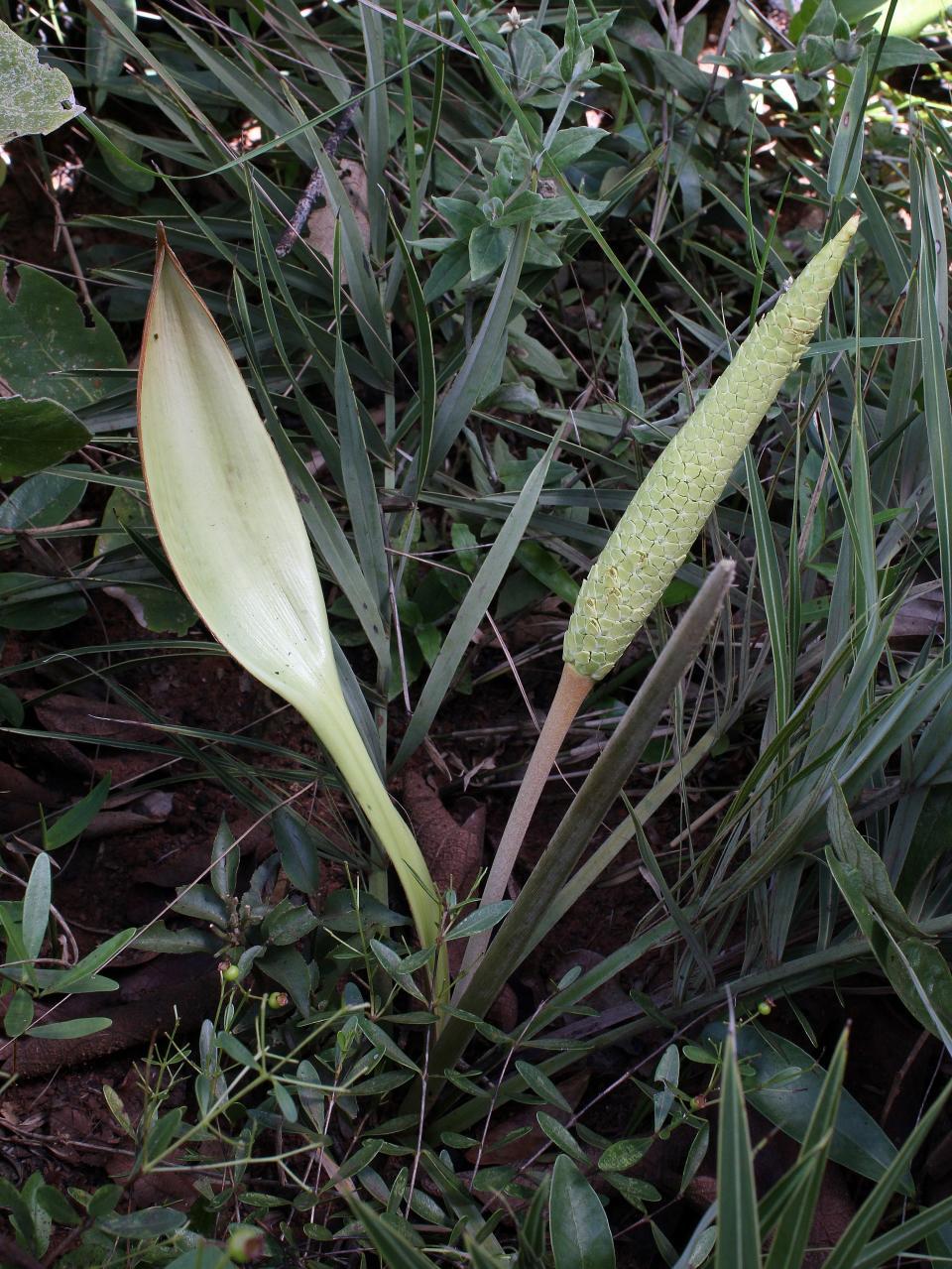 Allagoptera