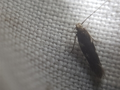 Eulamprotes wilkella