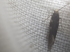 Eulamprotes wilkella