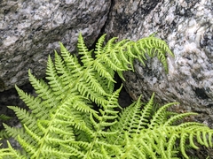 Athyrium distentifolium
