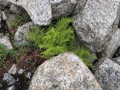 Athyrium distentifolium