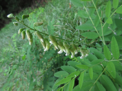 Sophora flavescens