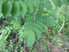 Sophora flavescens