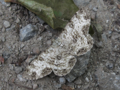 Ophthalmitis albosignaria