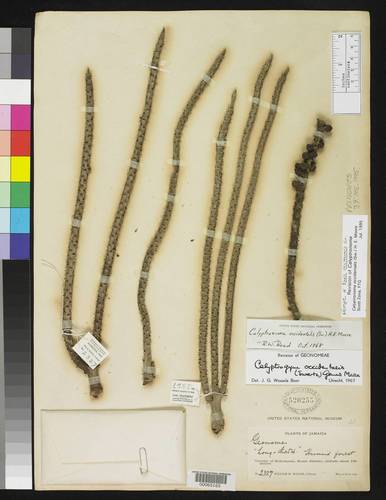 Calyptronoma