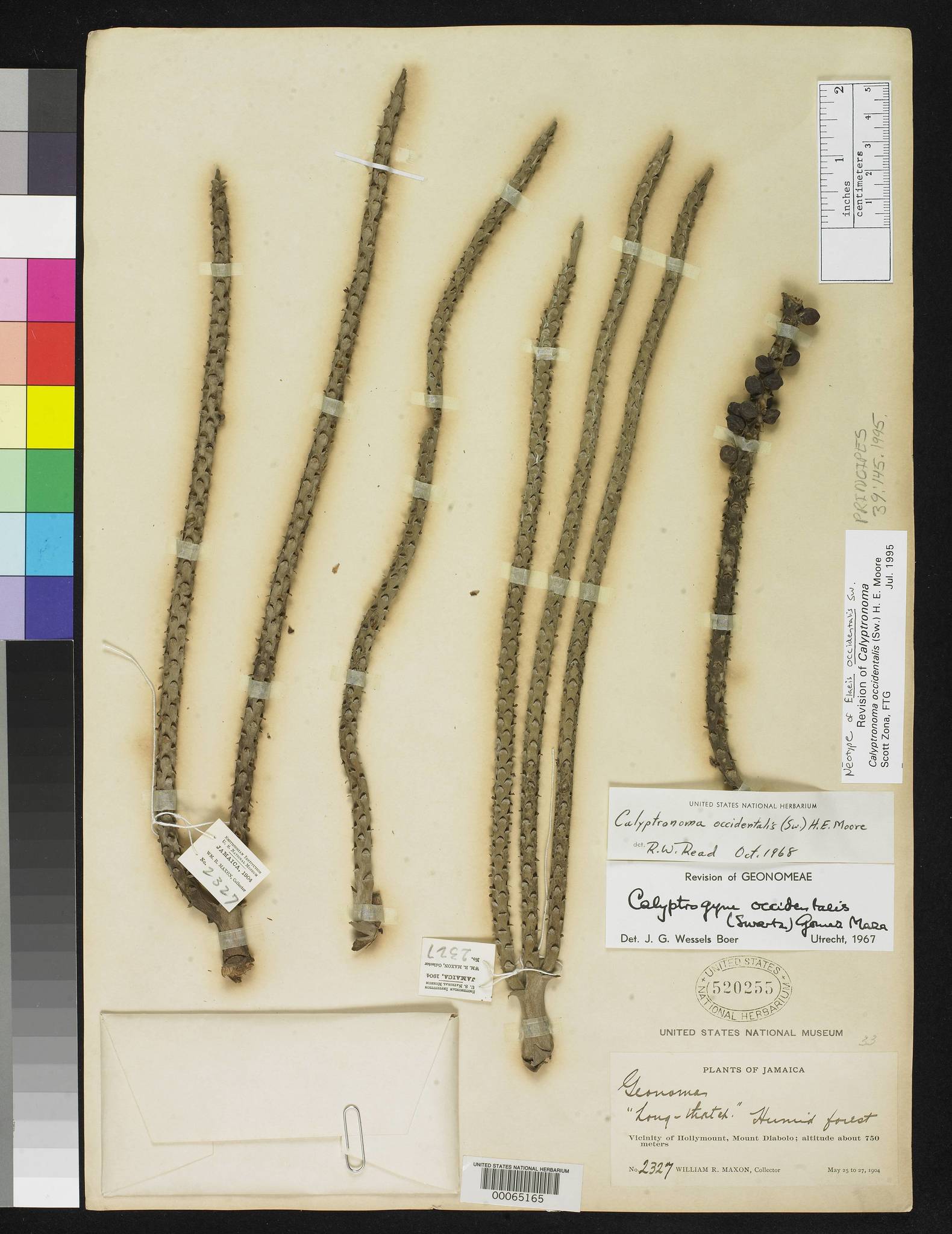 Calyptronoma