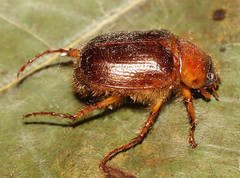 Cyclocephala borealis
