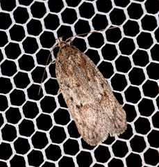 Acantholena siccella