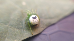 Bijoaraneus mitificus