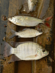 Alestidae