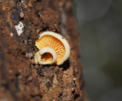 Pseudomerulius