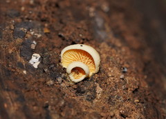 Pseudomerulius