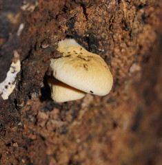Pseudomerulius