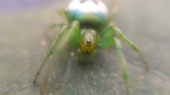 Bijoaraneus mitificus