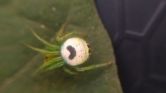 Bijoaraneus mitificus