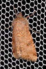 Heliothis punctifera