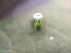 Bijoaraneus mitificus
