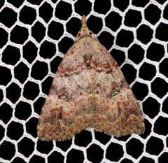 Alapadna pauropis