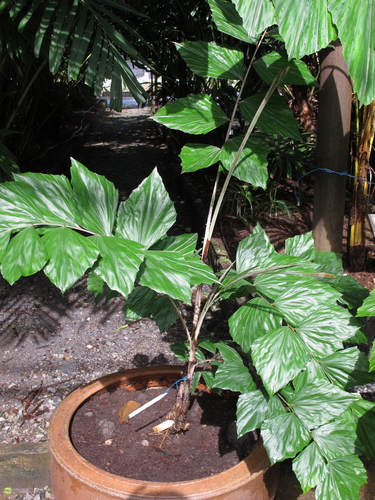 Korthalsia rigida · iNaturalist